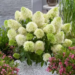 Hydrangea paniculata 'Skyfall' 4.5L - image 3