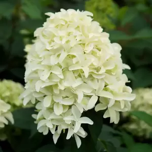 Hydrangea paniculata 'Skyfall' 4.5L - image 4