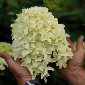 Hydrangea paniculata 'Skyfall' 4.5L - image 5