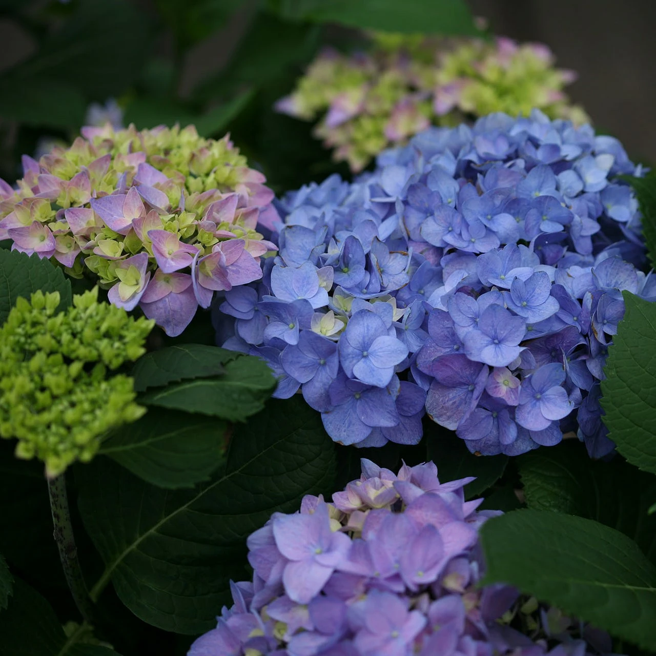 Hydrangea Flair & Flavours 'Sweet Marshmallow' - Cowell's Garden Centre ...