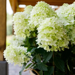 Picture - Hydrangea Gardenlights