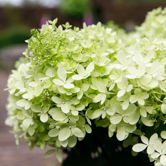 Picture - Hydrangea Gardenlights