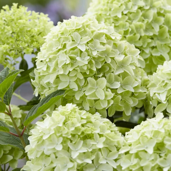 Picture - Hydrangea Gardenlights