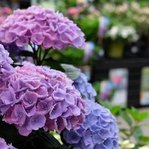 Hydrangea macrophylla 'Xian Blue' 40L