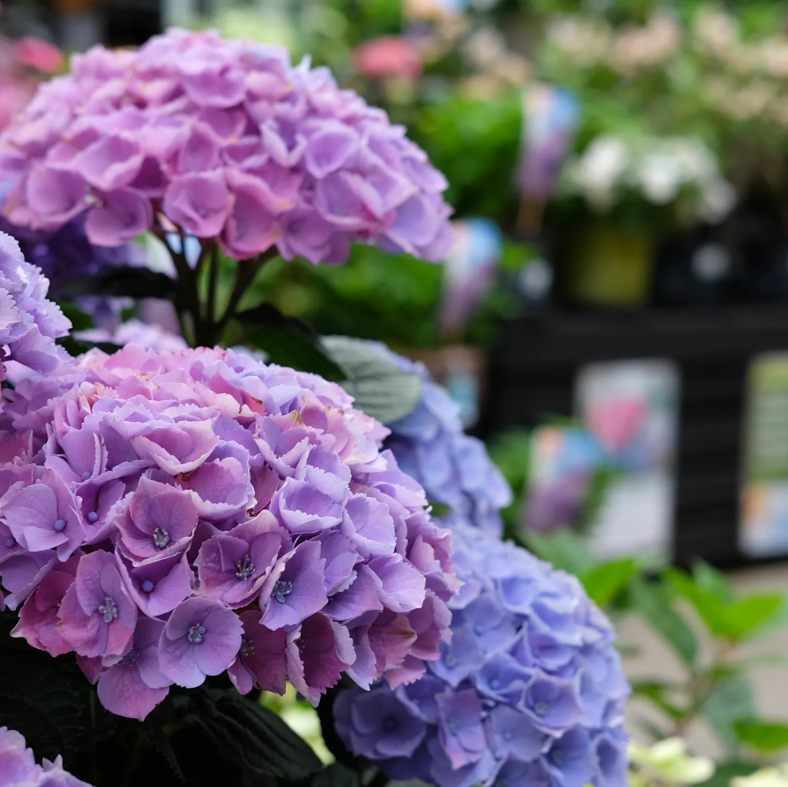 Hydrangea macrophylla 'Xian Blue' 40L - Cowell's Garden Centre ...