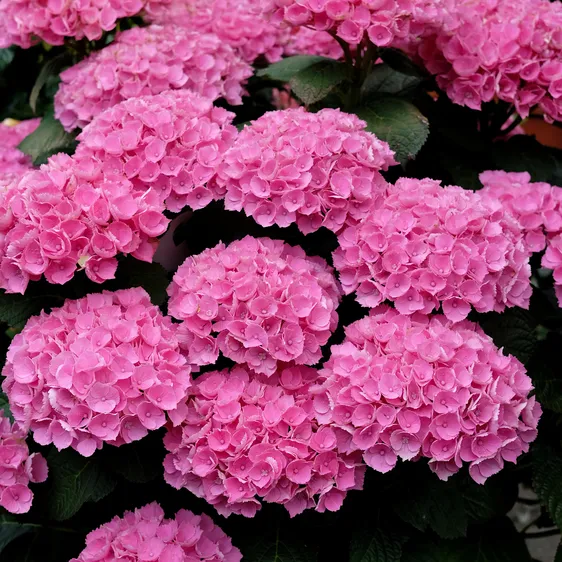 Hydrangea macrophylla 'Xian Pink' 40L