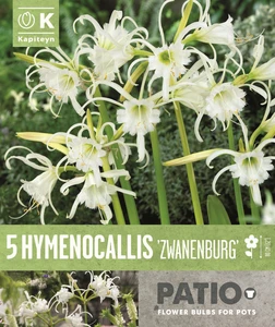 Hymenocallis Zwanenburg