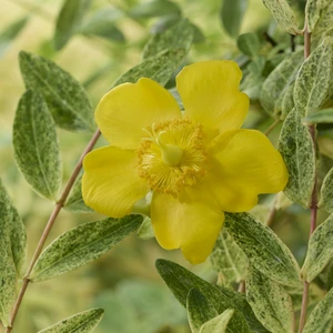 Hypericum 'Radiance' - image 1