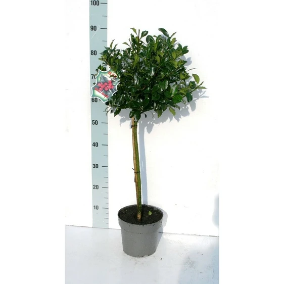 Ilex x meserveae 'Blue Maid' 3L Standard 45cm Stem - image 4