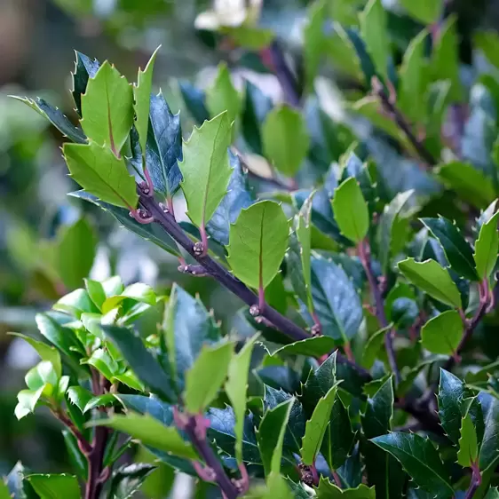 Ilex x meserveae 'Blue Maid' 3L Standard 45cm Stem - image 2