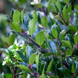 Ilex x meserveae 'Blue Maid' 3L Standard 45cm Stem - image 2