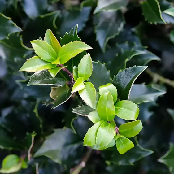 Ilex x meserveae 'Blue Maid' 3L Standard 45cm Stem - image 3