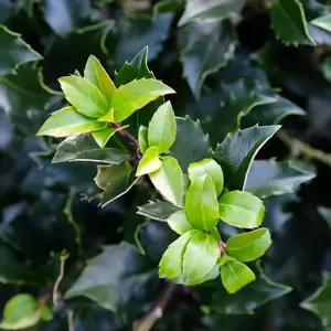 Ilex x meserveae 'Blue Maid' 3L Standard 45cm Stem - image 3