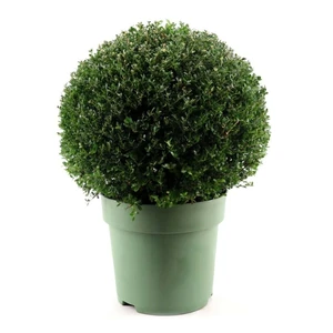 Ilex crenata - Ball ∅50cm