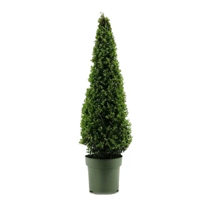 Ilex crenata - Pyramid 100cm