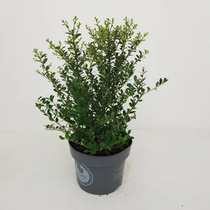 Ilex crenata 'Dark Green' - image 1