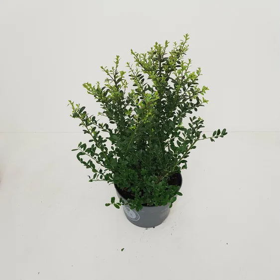 Ilex crenata 'Dark Green' - image 2