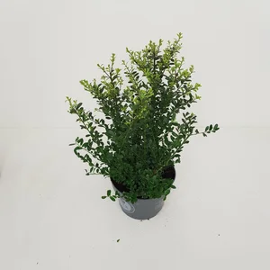 Ilex crenata 'Dark Green' - image 2