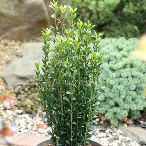 Ilex crenata 'Fastigiata' 2.3L - image 3