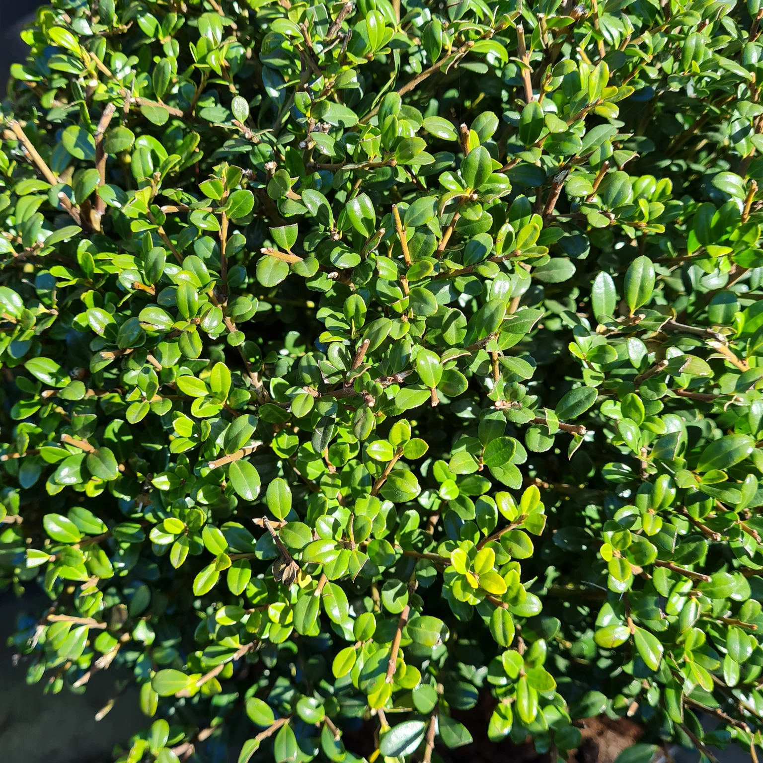 Ilex crenata 'Glorie Gem' 12cm - Cowell's Garden Centre | Woolsington