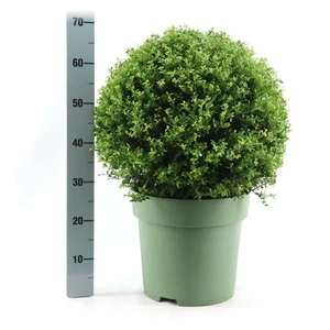 Ilex crenata 'Glorie Gem' Ø50cm Ball - 10L - image 2