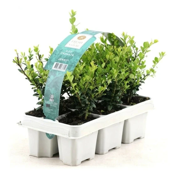 Ilex crenata 'Jenny' - 6 Pack - image 1