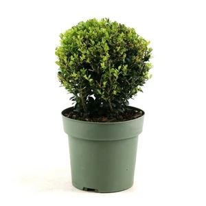 Ilex crenata 'Jenny' - Ball ∅20cm