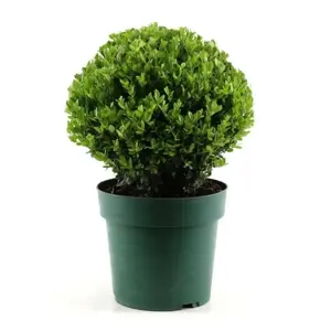 Ilex crenata 'Jenny' - Ball ∅25cm