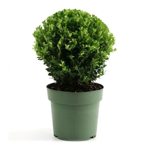 Ilex crenata 'Jenny' - Ball ∅20cm