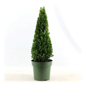 Ilex crenata 'Jenny' - Pyramid 50cm