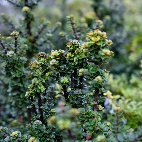 Ilex crenata 'Jersey Jewel'