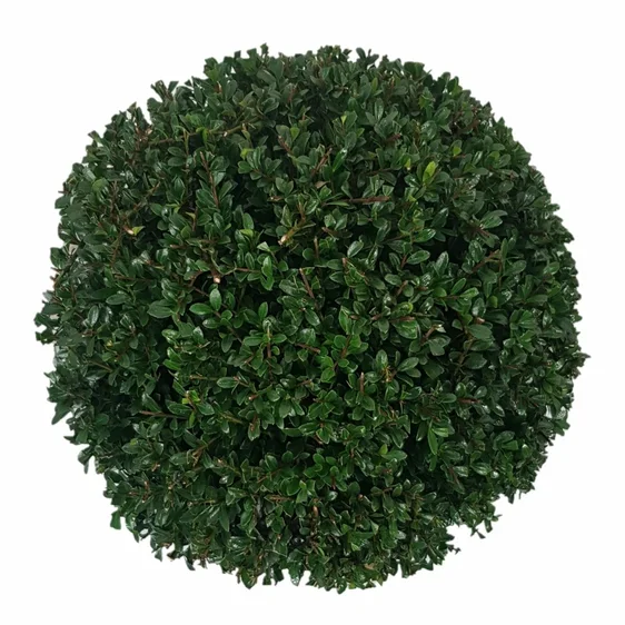 Ilex crenata 'Stokes' Ø40cm Ball - 9L - image 1