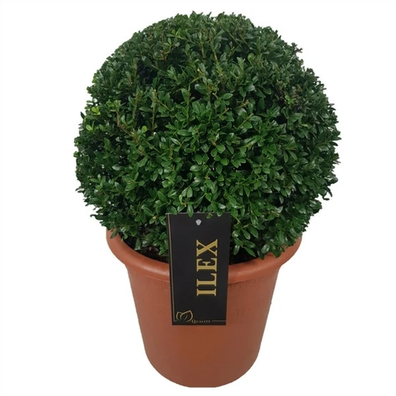 Ilex crenata 'Stokes' Ø40cm Ball - 9L - image 2