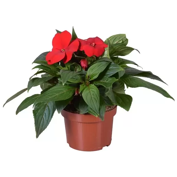 Impatiens New Guinea 'Tamarinda Dark Red' - Cowell's Garden Centre ...