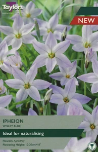 Ipheion Wisley Blue