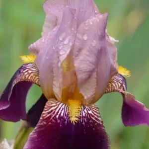 Iris 'Bruno'