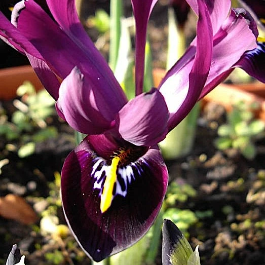 Iris reticulata 'George' 6 Pack