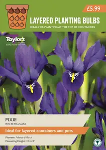 Iris reticulata Pixie