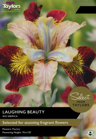 Iris sibirica Laughing Beauty