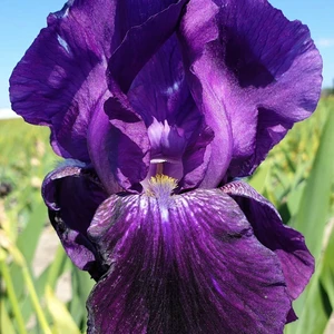 Iris 'Wild Missouri'