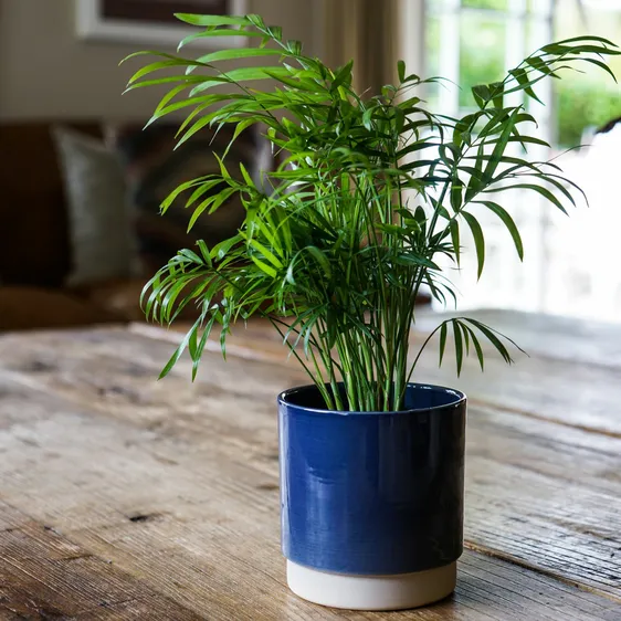 Ivyline Eno Blue Pot - Extra Small - image 1