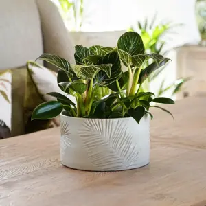 Ivyline Kew Sago Palm Ivory Bowl Planter 24cm - image 1