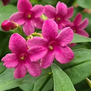 Picture Credit - Genesis Marketing