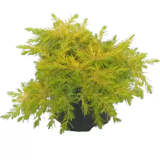 Juniperus conferta 'All Gold'