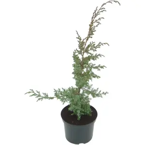 Juniperus chinensis 'Blue Alps' 1L