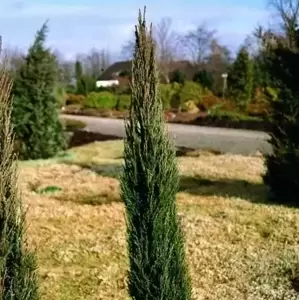 Juniperus scopulorum 'Blue Arrow' 10L