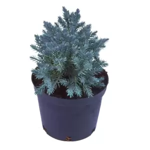 Juniperus squamata 'Blue Star' 1L