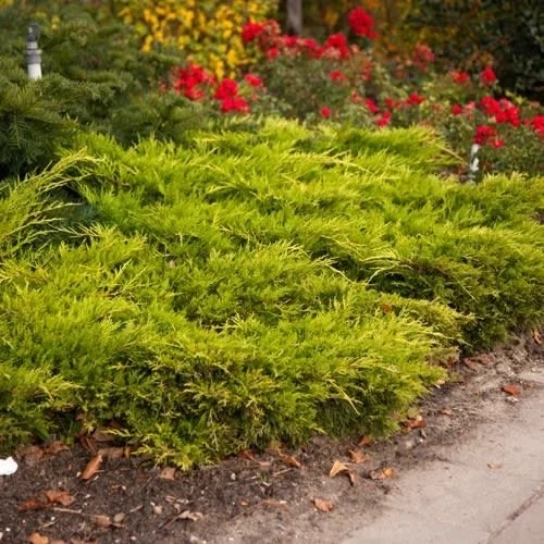 Juniperus horizontalis 'Golden Carpet' 3L - Cowell's Garden Centre ...