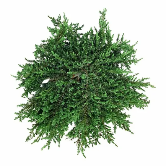 Juniperus communis 'Greenmantle'