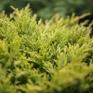 Juniperus 'Lime Glow'